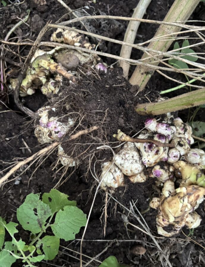 Sunchoke Surprise: How we grew a huge harvest with barely any water