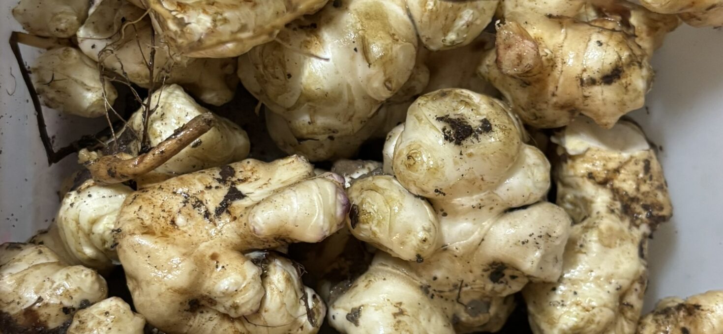 Sunchoke Surprise: How we grew a huge harvest with barely any water