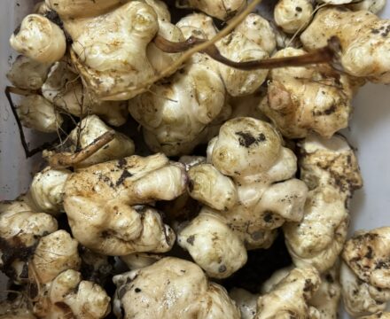 Sunchoke Surprise: How we grew a huge harvest with barely any water