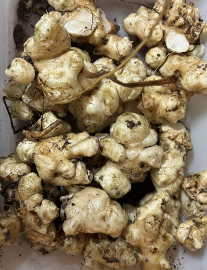 Sunchoke Surprise: How we grew a huge harvest with barely any water